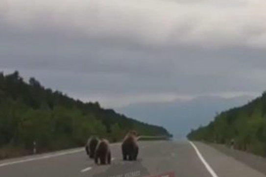 В Кузбассе по трассе бегали четыре медведя В Кузбассе по трассе бегали четыре медведя