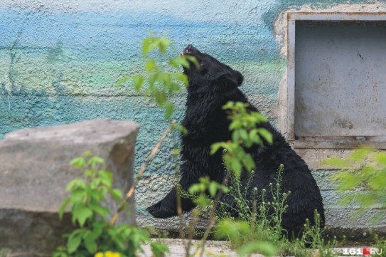 В кузбасском поселке к людям вышли медведи В кузбасском поселке к людям вышли медведи