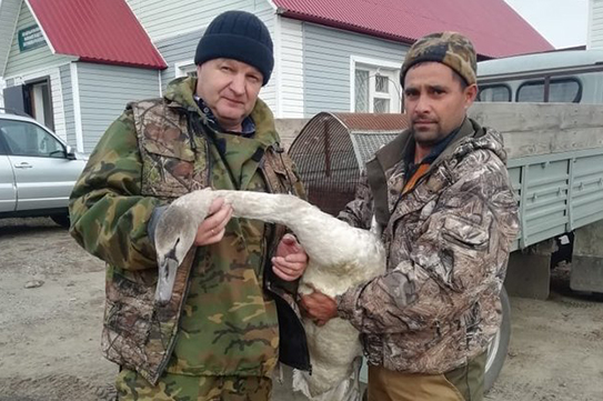 Лебедь Леха стал волонтером в алтайской ветклинике Лебедь Леха стал волонтером в алтайской ветклинике